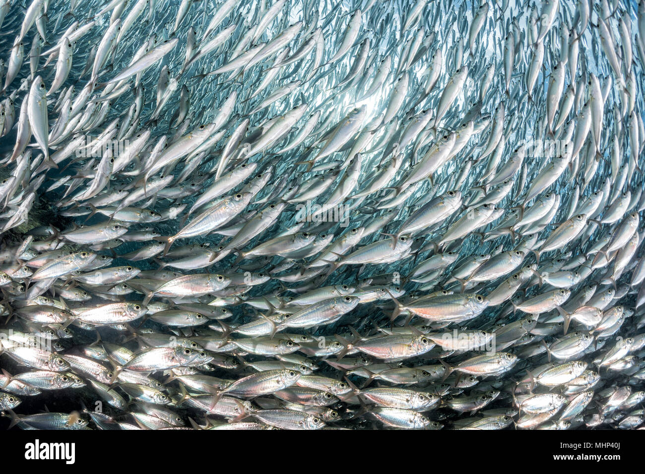inside a giant sardines school of fish bait ball Stock Photo Alamy