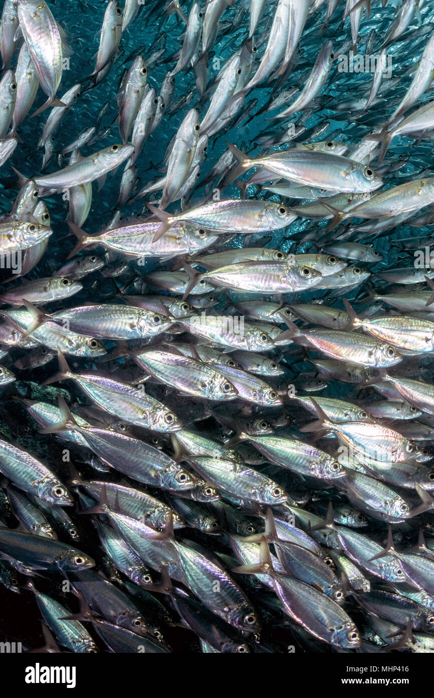inside a giant sardines school of fish bait ball Stock Photo Alamy