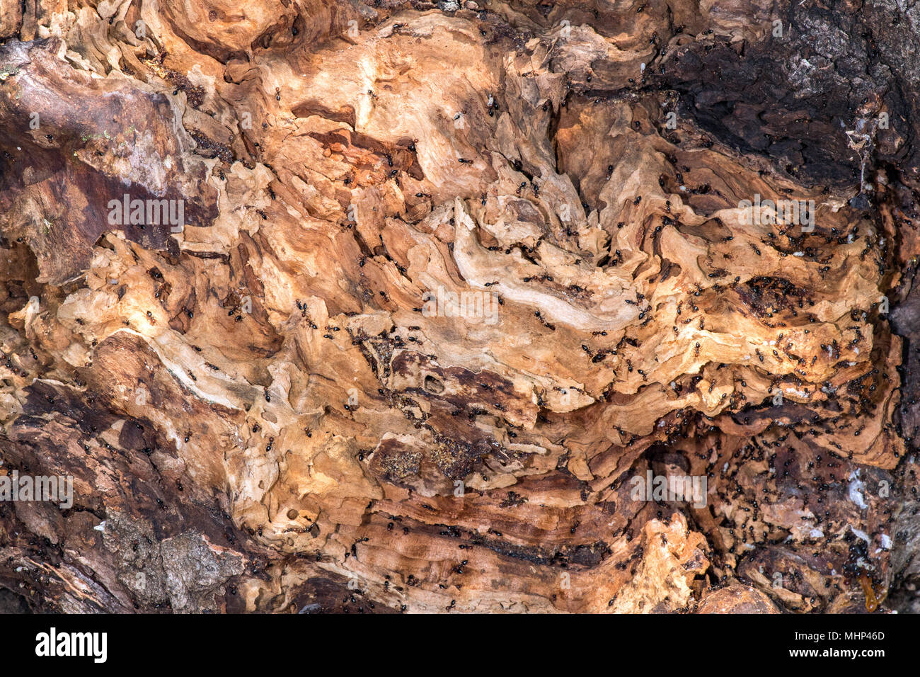 Red Head Black Body Fire Ants Honeypot Myrmecocystus Detail - 