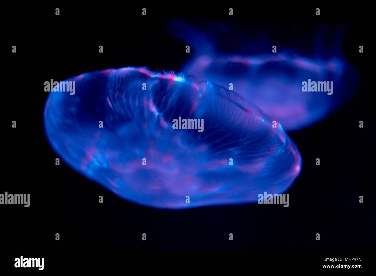 jellyfish isolated on black background Stock Photo - Alamy