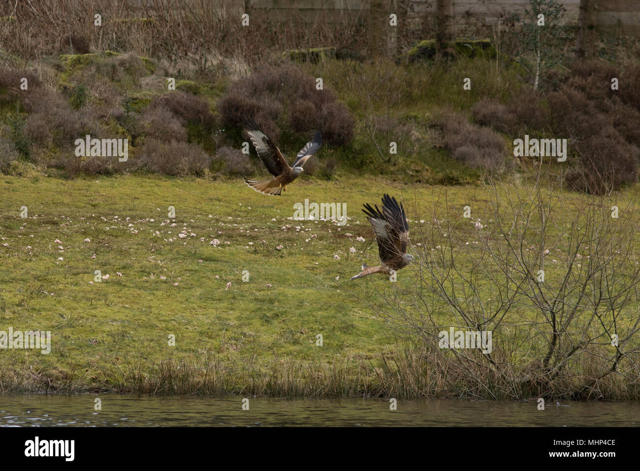 Red Kites at feeding station Nant Yr Arian Stock Photo Alamy