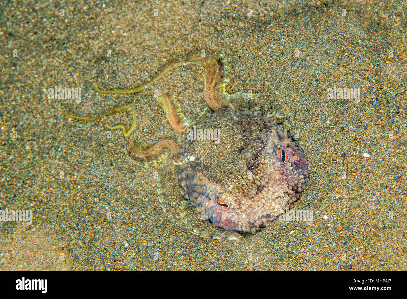 coconut octopus on sand background while diving in Indonesia Stock Photo