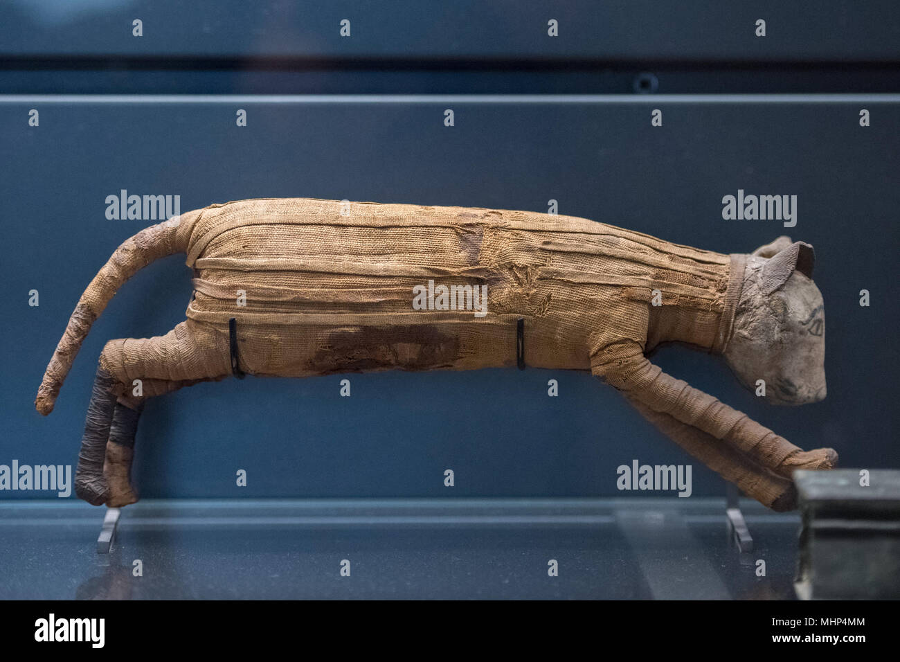 old egyptian mummy cat close up detail Stock Photo Alamy