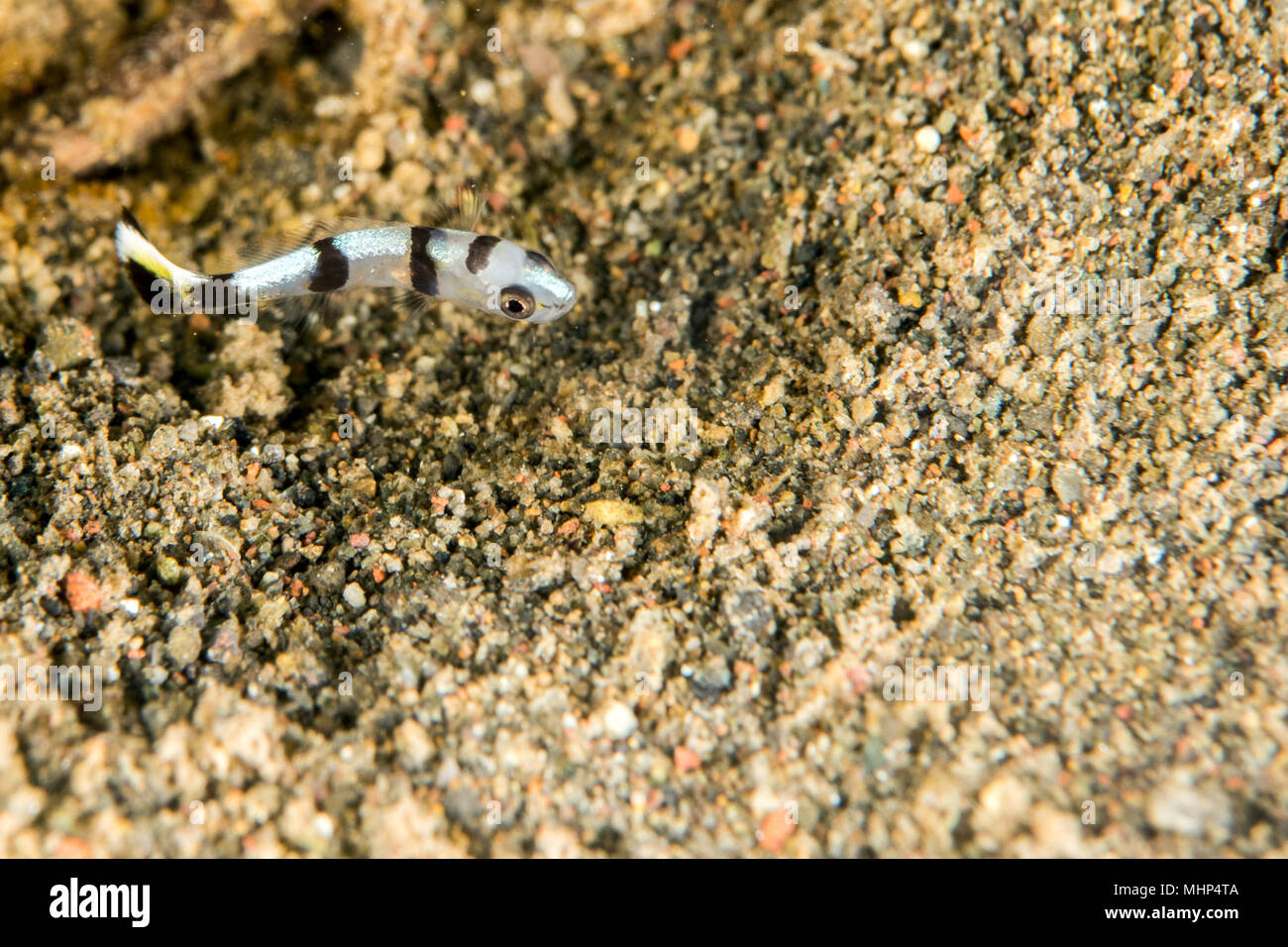 plectorhinchus clown fish close up portrait Stock Photo