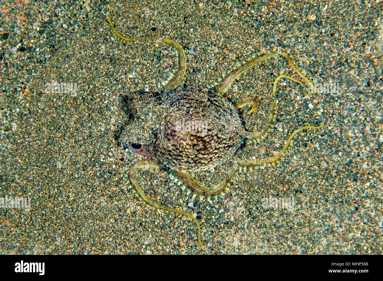 coconut octopus on sand background while diving in Indonesia Stock Photo