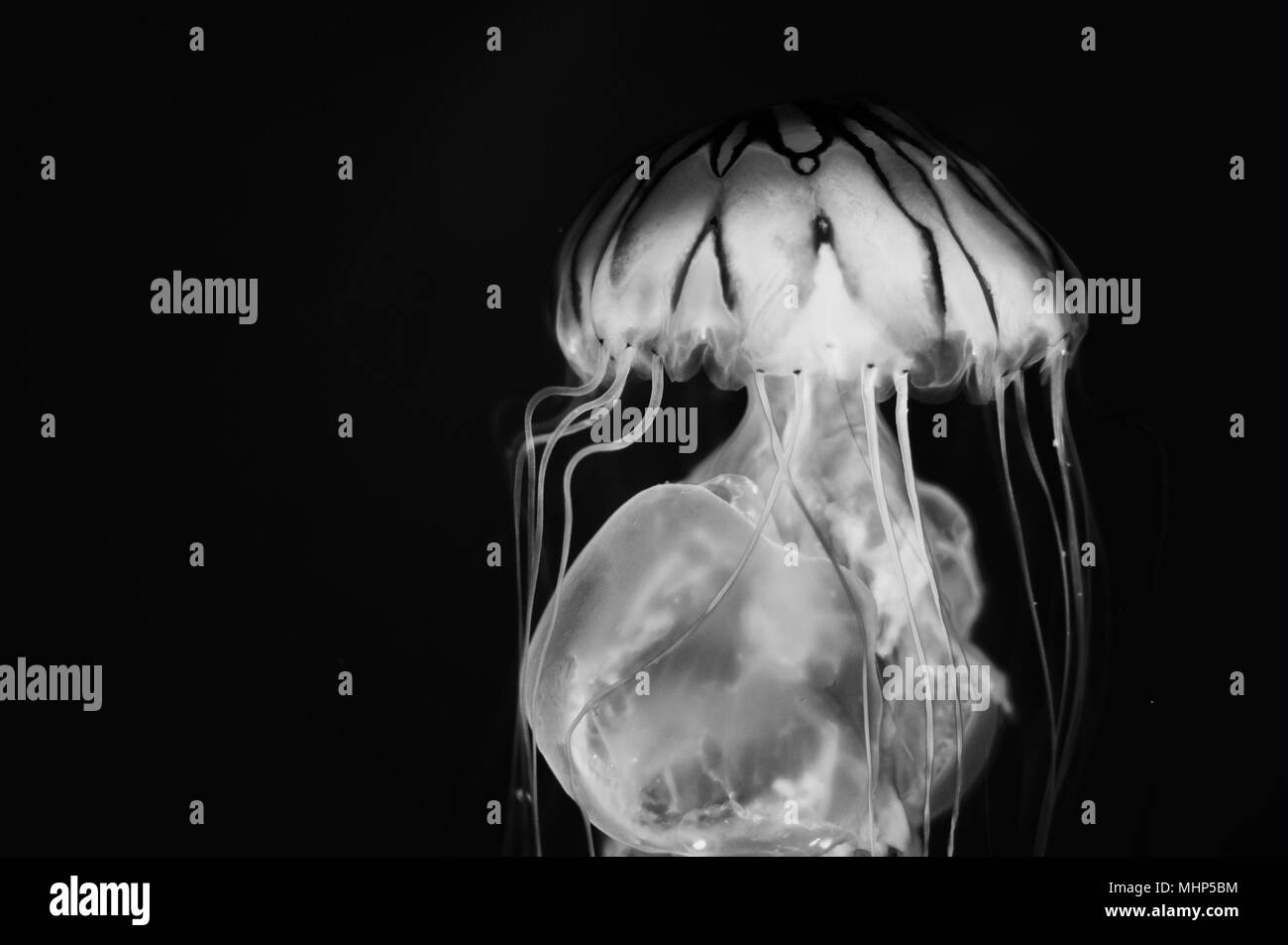 jellyfish isolated in black and white Stock Photo Alamy