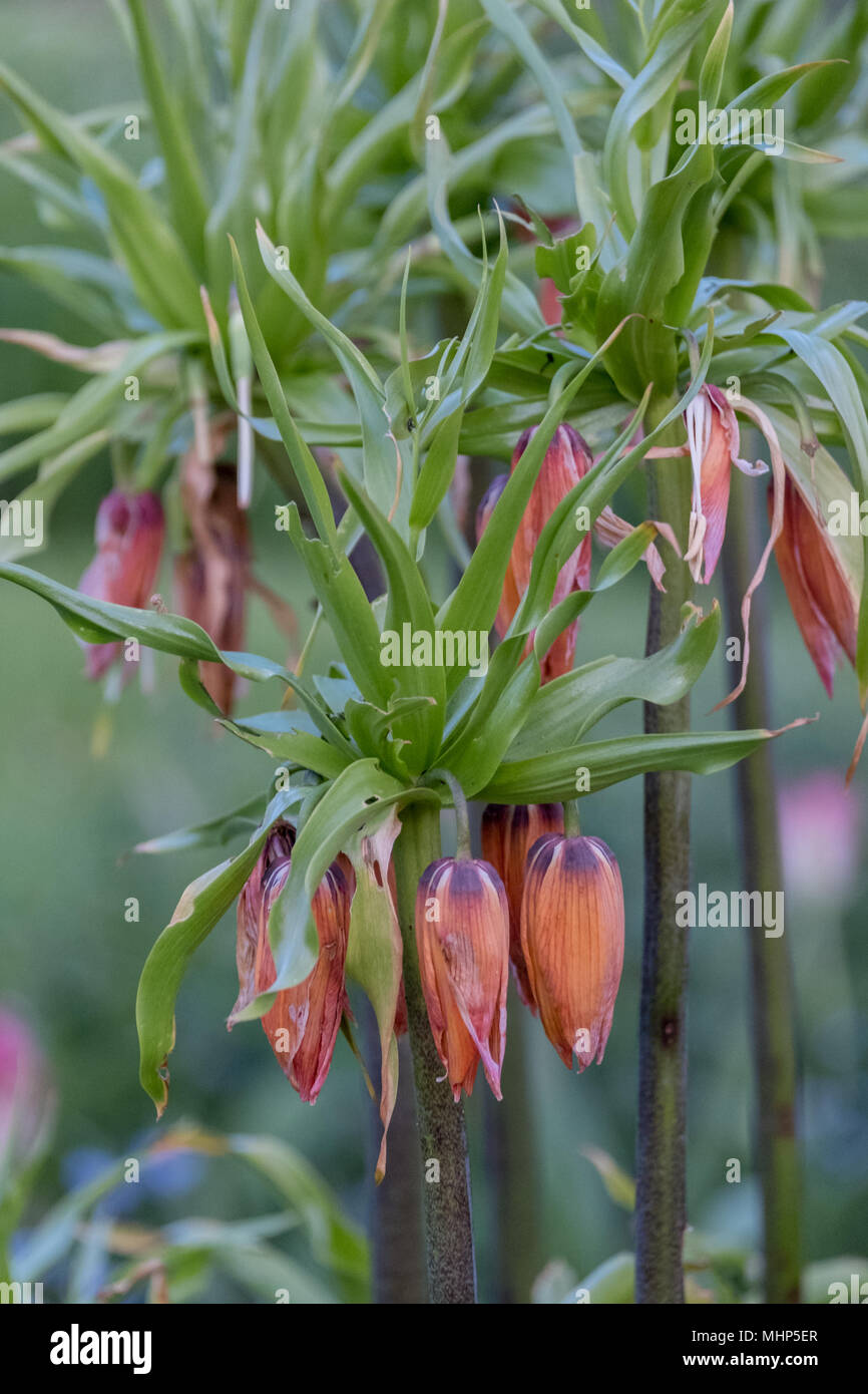 Close up of pink Crown Imperial Lily flower head, (Fritillaria
