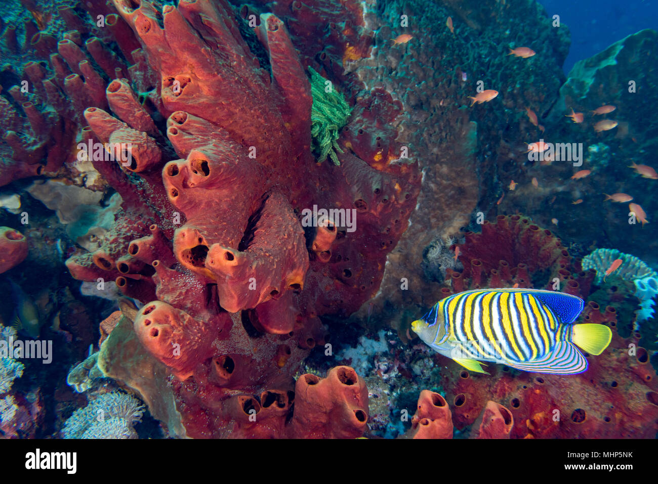 The colorful underwater realms of Raja Ampat, Papua Indonesia Stock Photo
