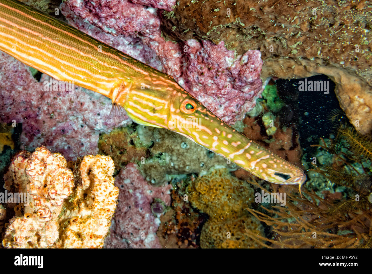 Trumpet Saber fish portraiton the reef background Stock Photo