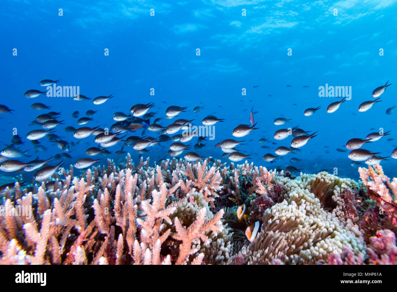 The colorful underwater realms of Raja Ampat, Papua Indonesia. Corals and fishes Stock Photo