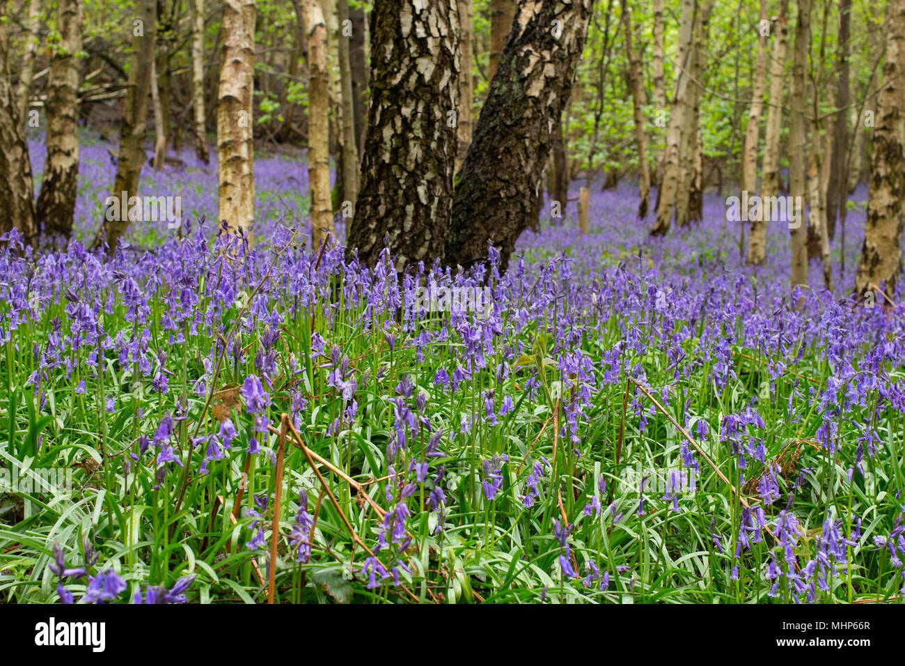 English bluebells in woods near Atherstone, North Warwickshire Stock Photo