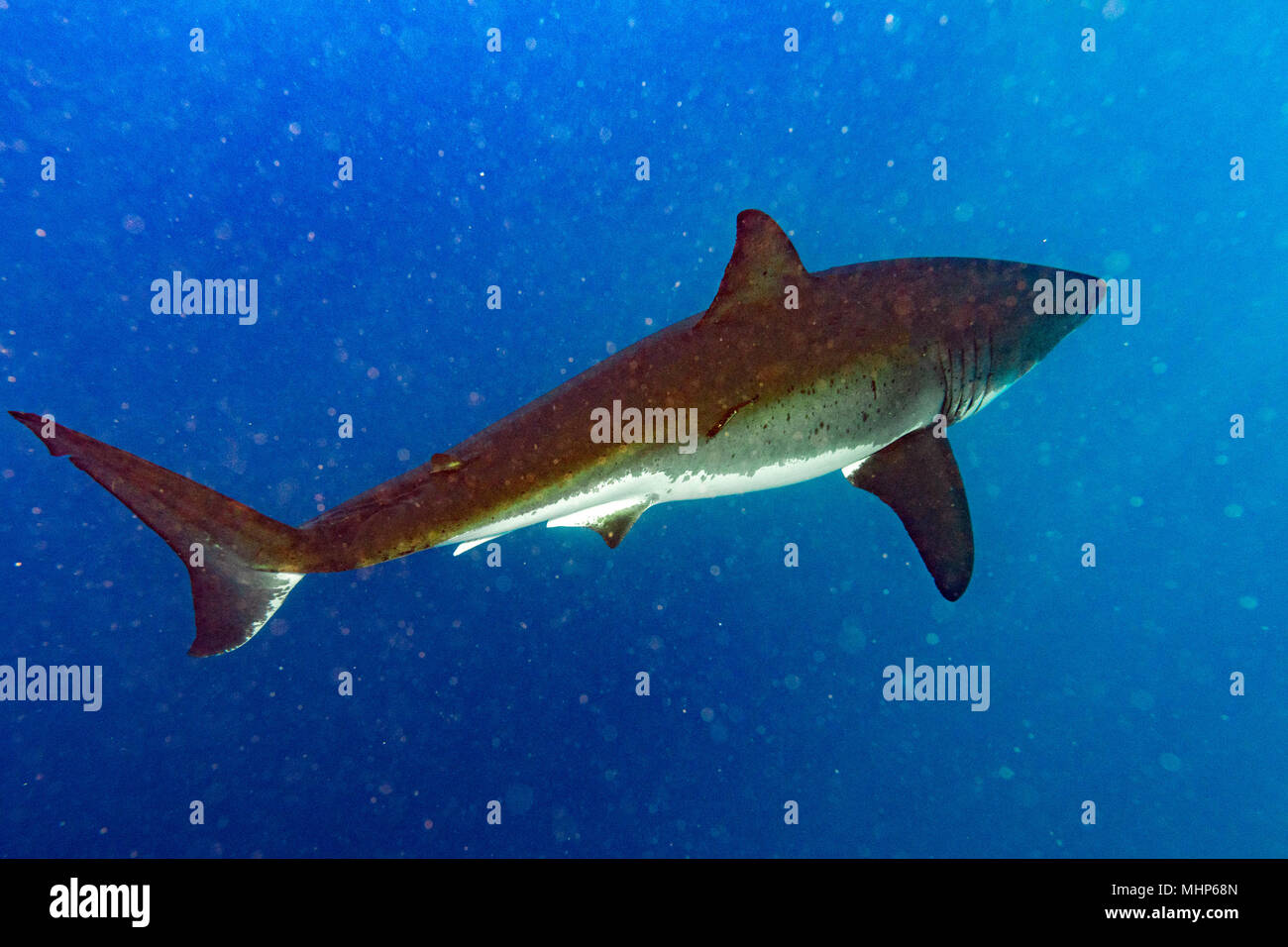 Largest Great White Shark Attack