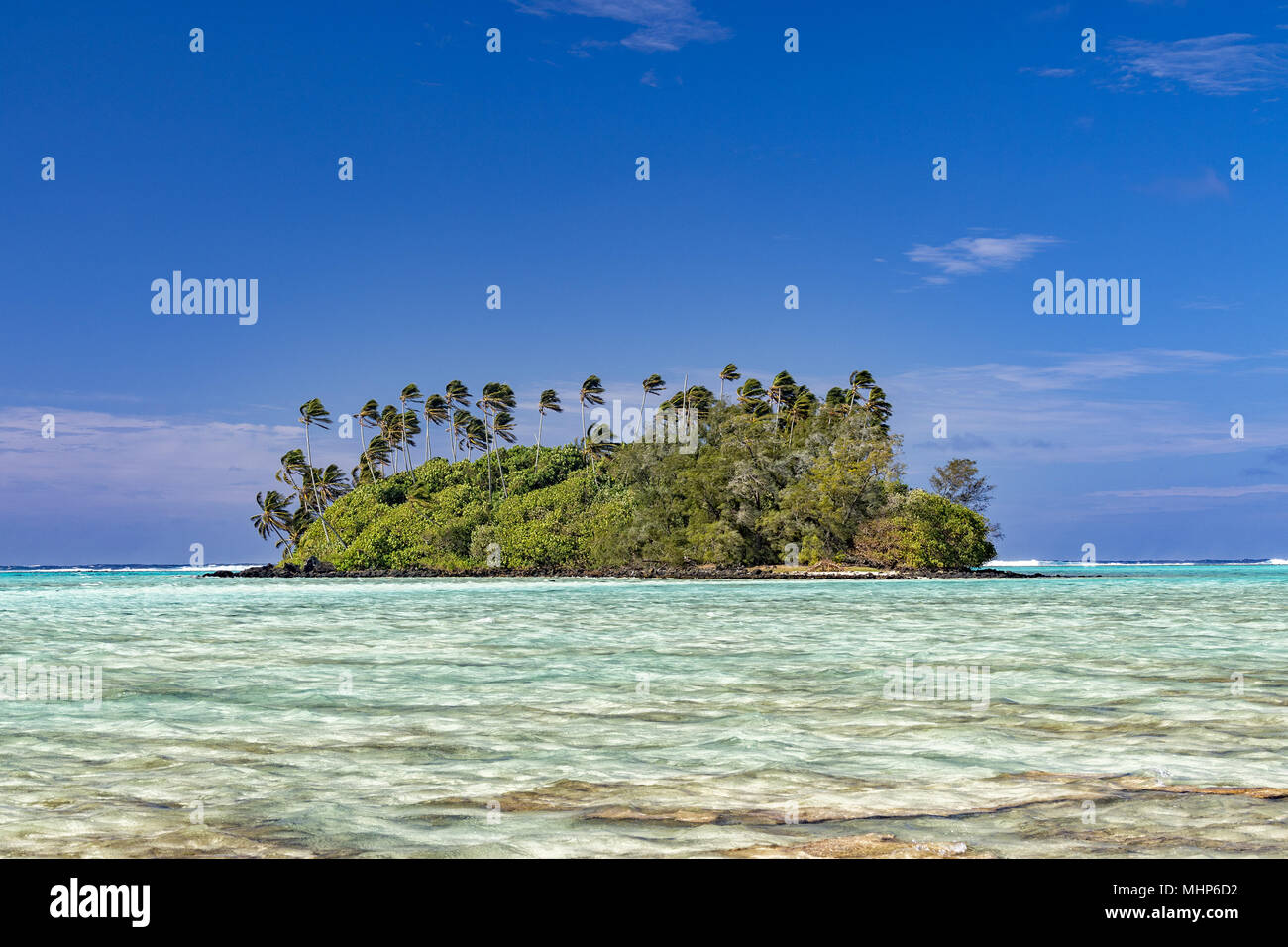 Coconut palm tree in Muri beach Cook Island crystal water sandy beach Stock Photo