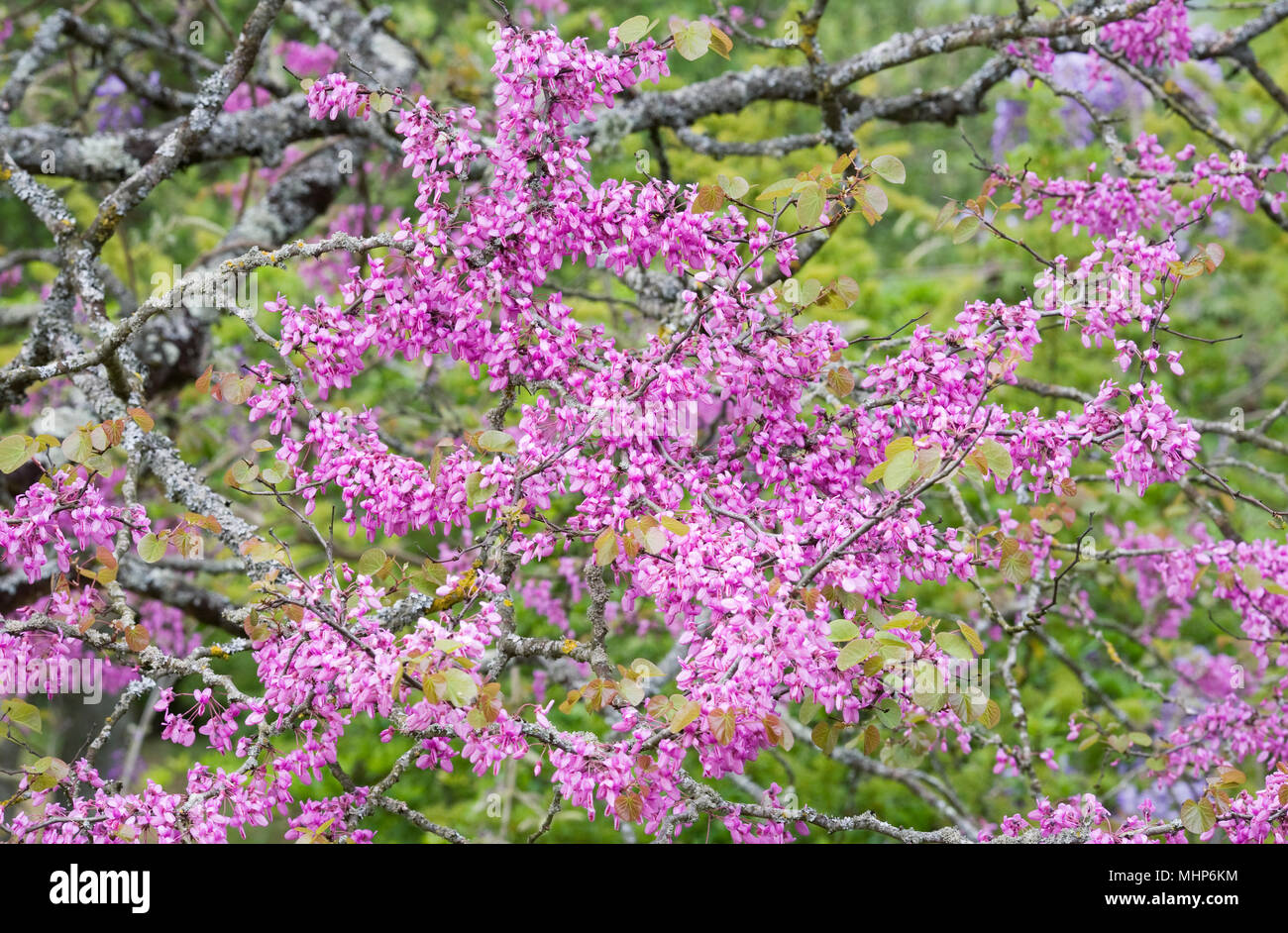 Cercis siliquastrum flowering in Spring. Judas tree. Stock Photo