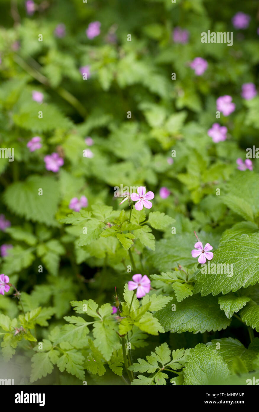 Geranium robertianum. Herb Robert flower Stock Photo Alamy