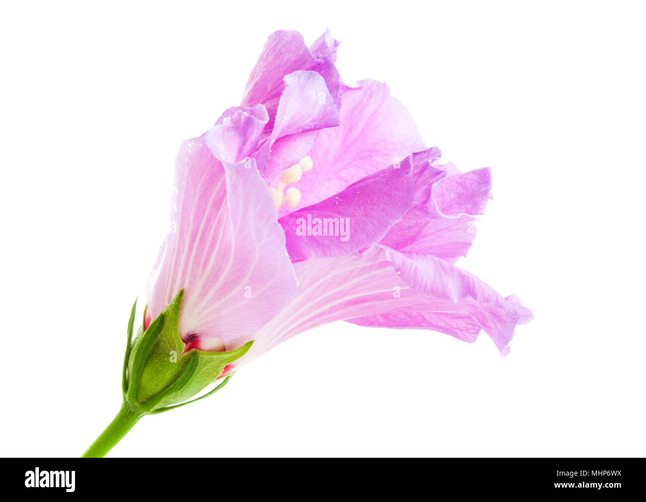 Side view of unfolding purple Hibiscus blossom isolated on white background Stock Photo