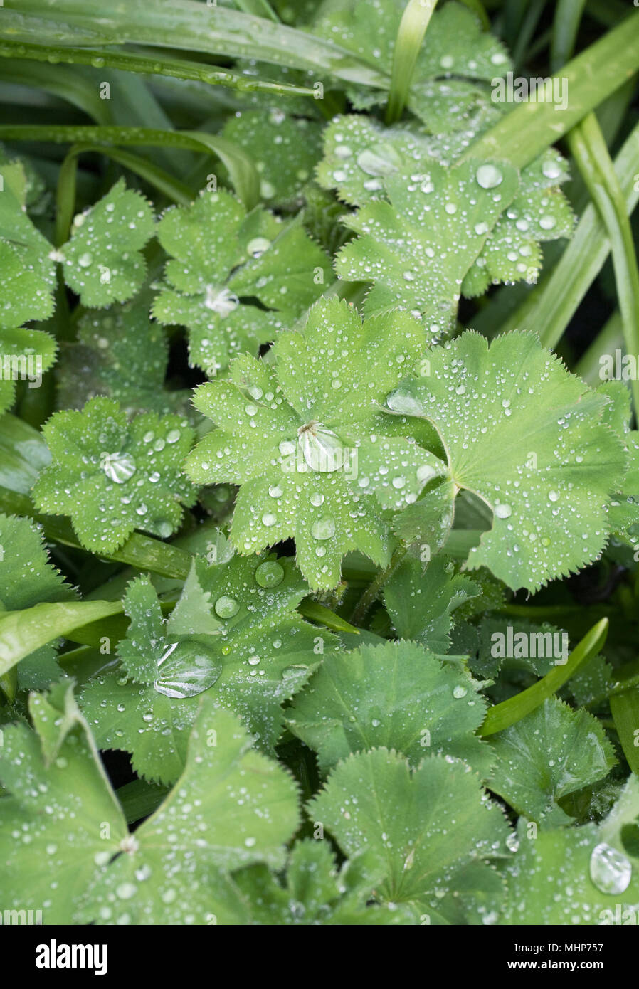 Perennials ladys mantle hi-res stock photography and images - Alamy
