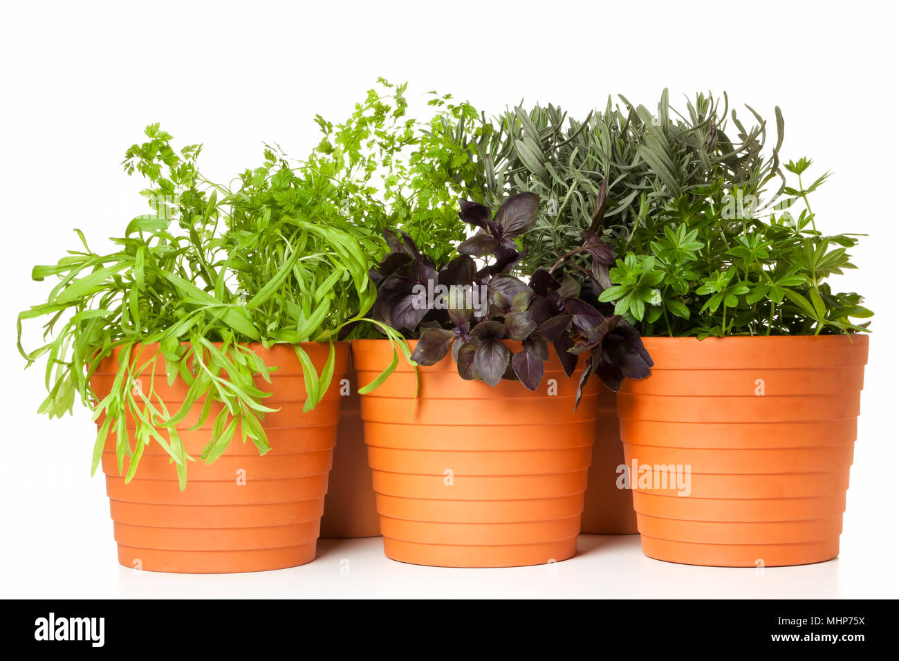 tarragon, chervil, red basil, lavender and sweet woodruff planted in pots, isolated on white Stock Photo
