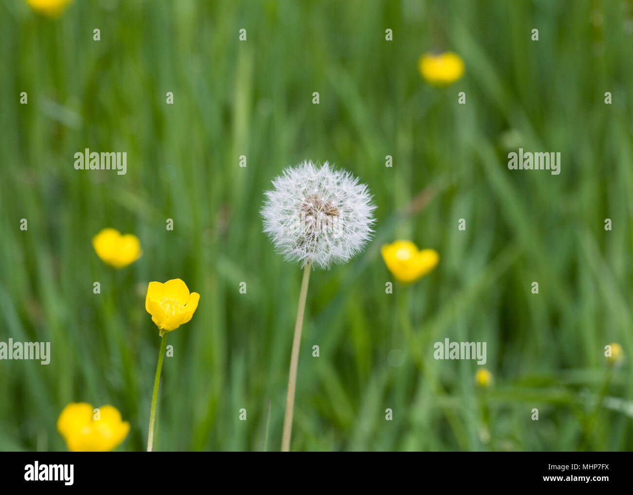 Taraxacum officinale. Dandelion seedhead and buttercups in a meadow. Stock Photo
