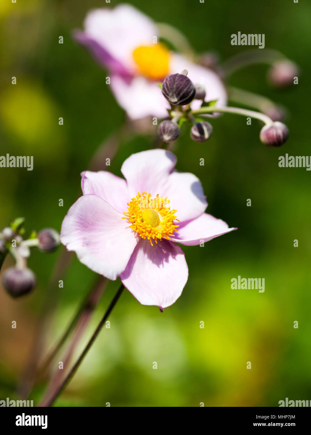 Blooming Anemone hupehensis or Japanese Anemone flower, shallow depzh of field Stock Photo