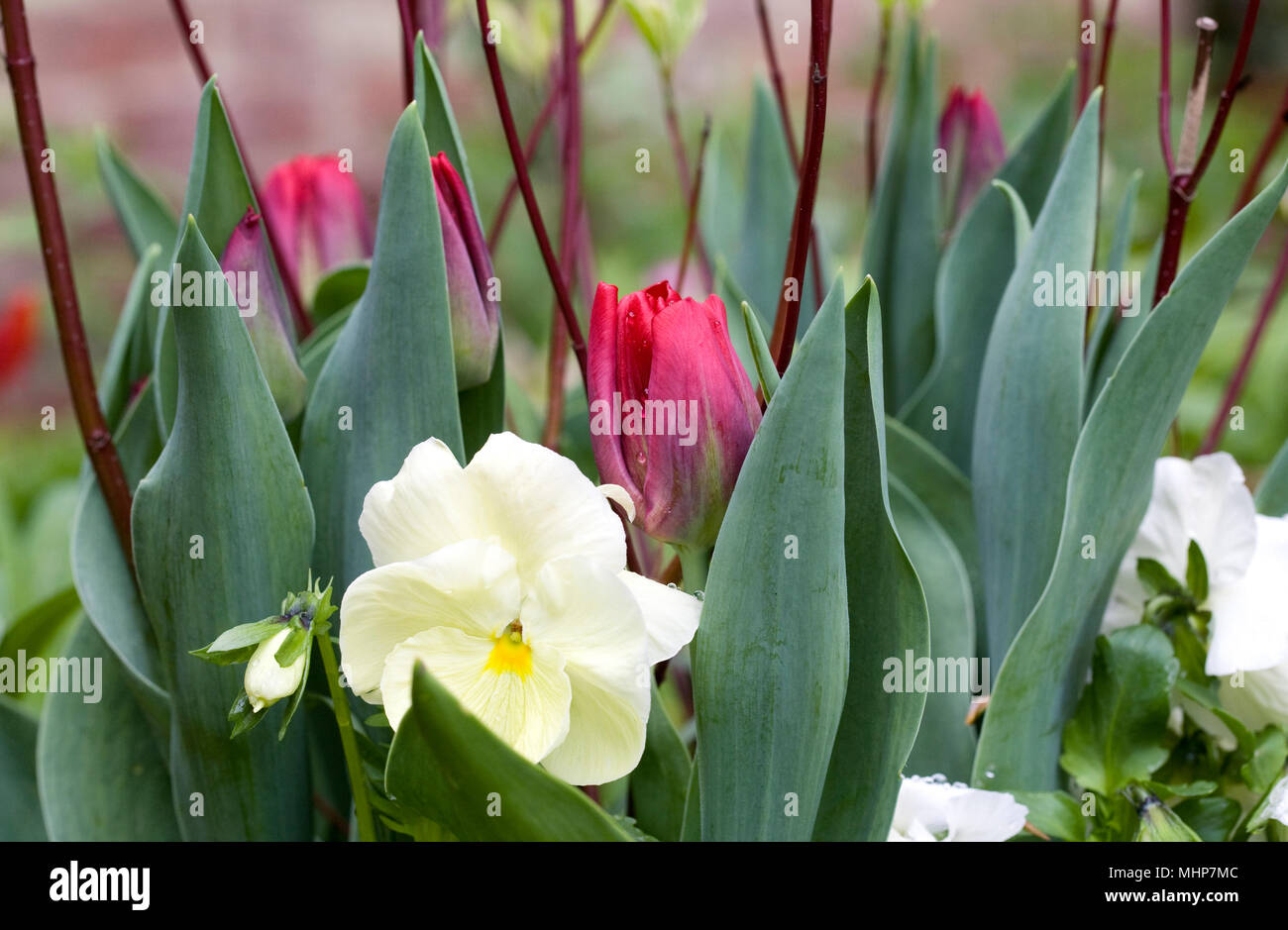 Tulips, cornus and winter pansies in a pot. Stock Photo