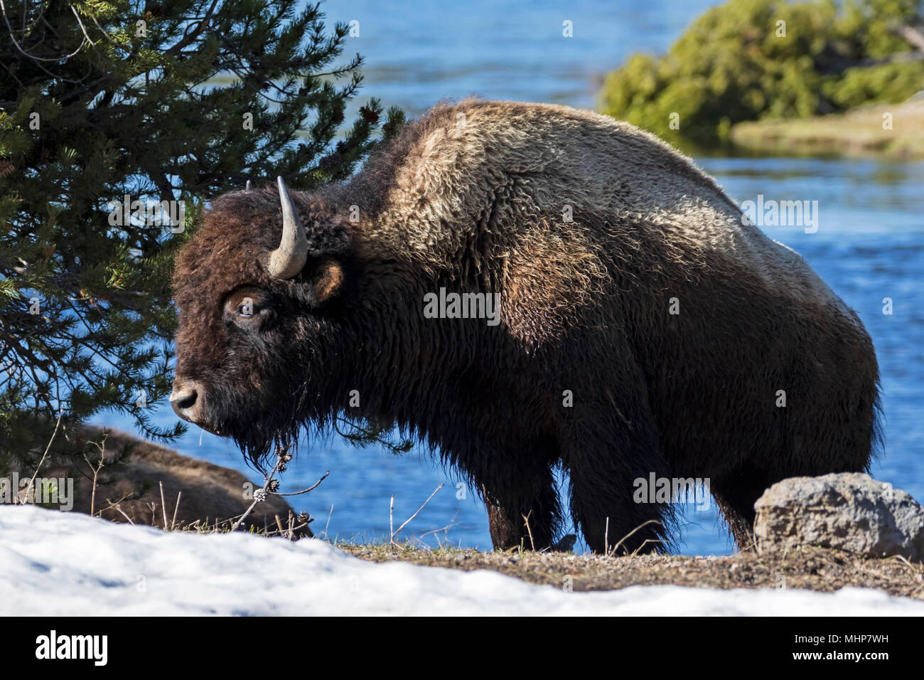 Yellowstone National Park bison during the spring Stock Photo - Alamy