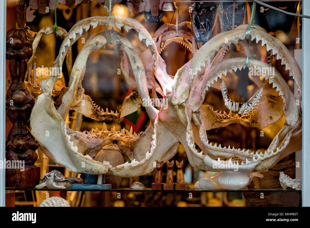 Shark jaw sale hi-res stock photography and images - Alamy