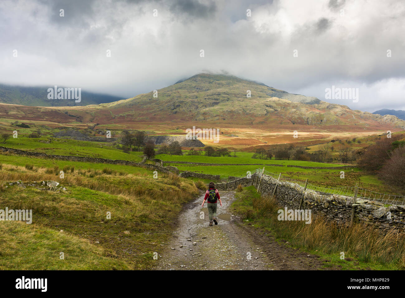 A young woman walking on an unmade lane near Torver with The Old Man of Coniston beyond in the Lake District National Park, Cumbria, England. Stock Photo