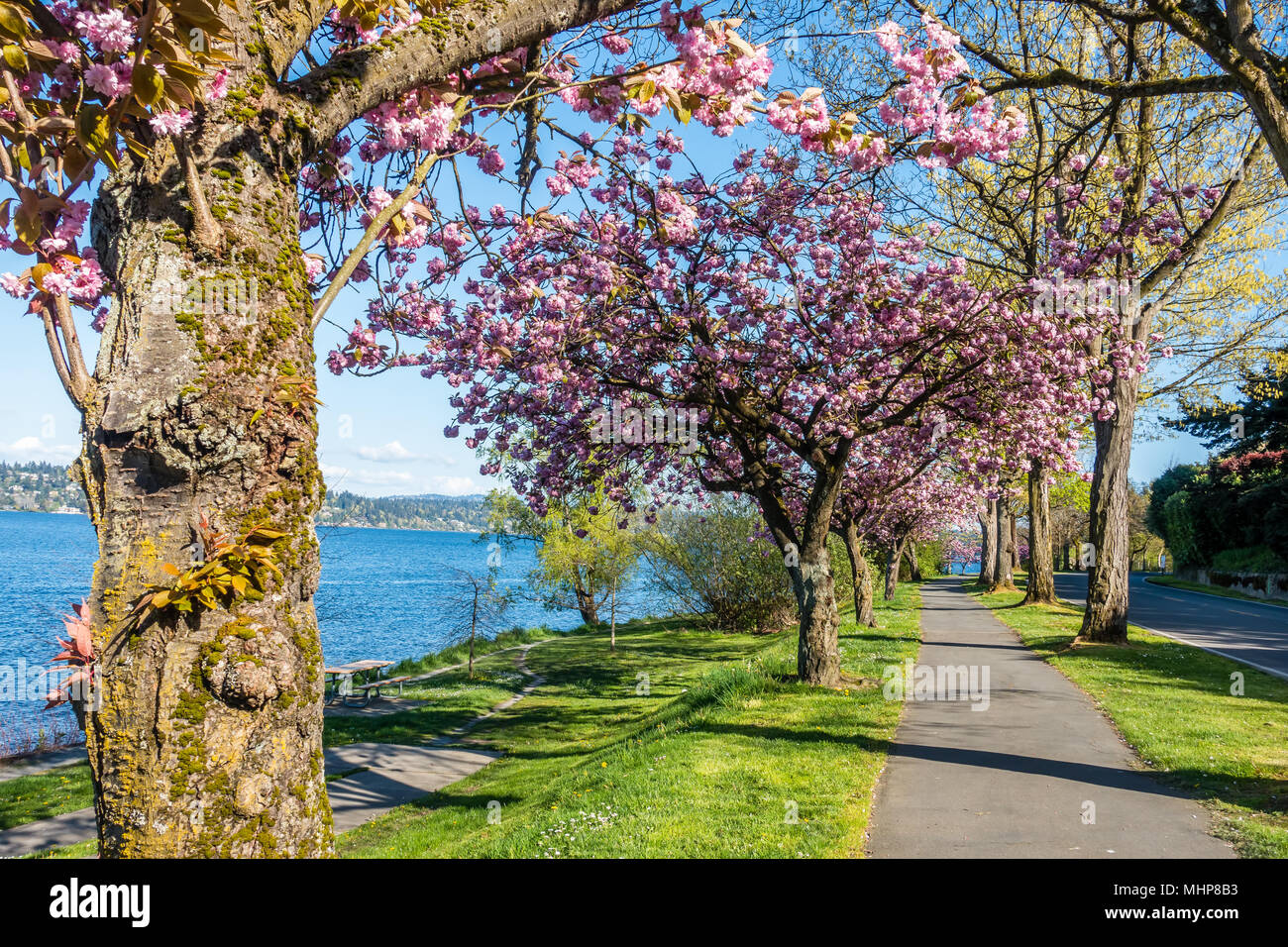 Cherry Trees in full bloom line the shore of Lake Washington in Seattle. Stock Photo