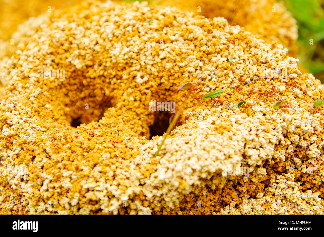 Close up of anthill in a spring forest, the ants are moving in an anthill., carrying small pieces of leafs for their nest of a red colony of ants Stock Photo