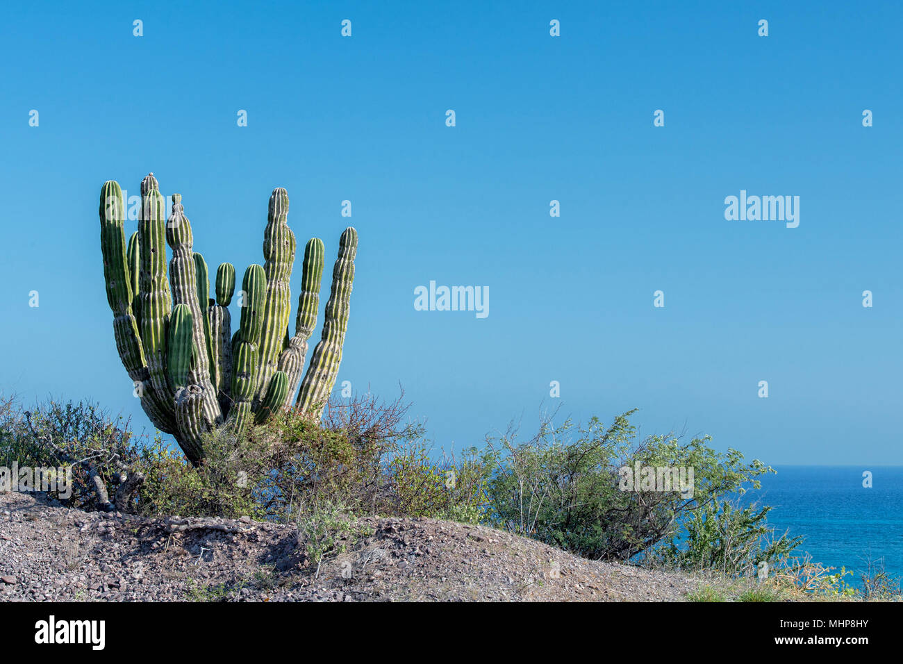 Cactus in cabo san lucas hires stock photography and images Alamy