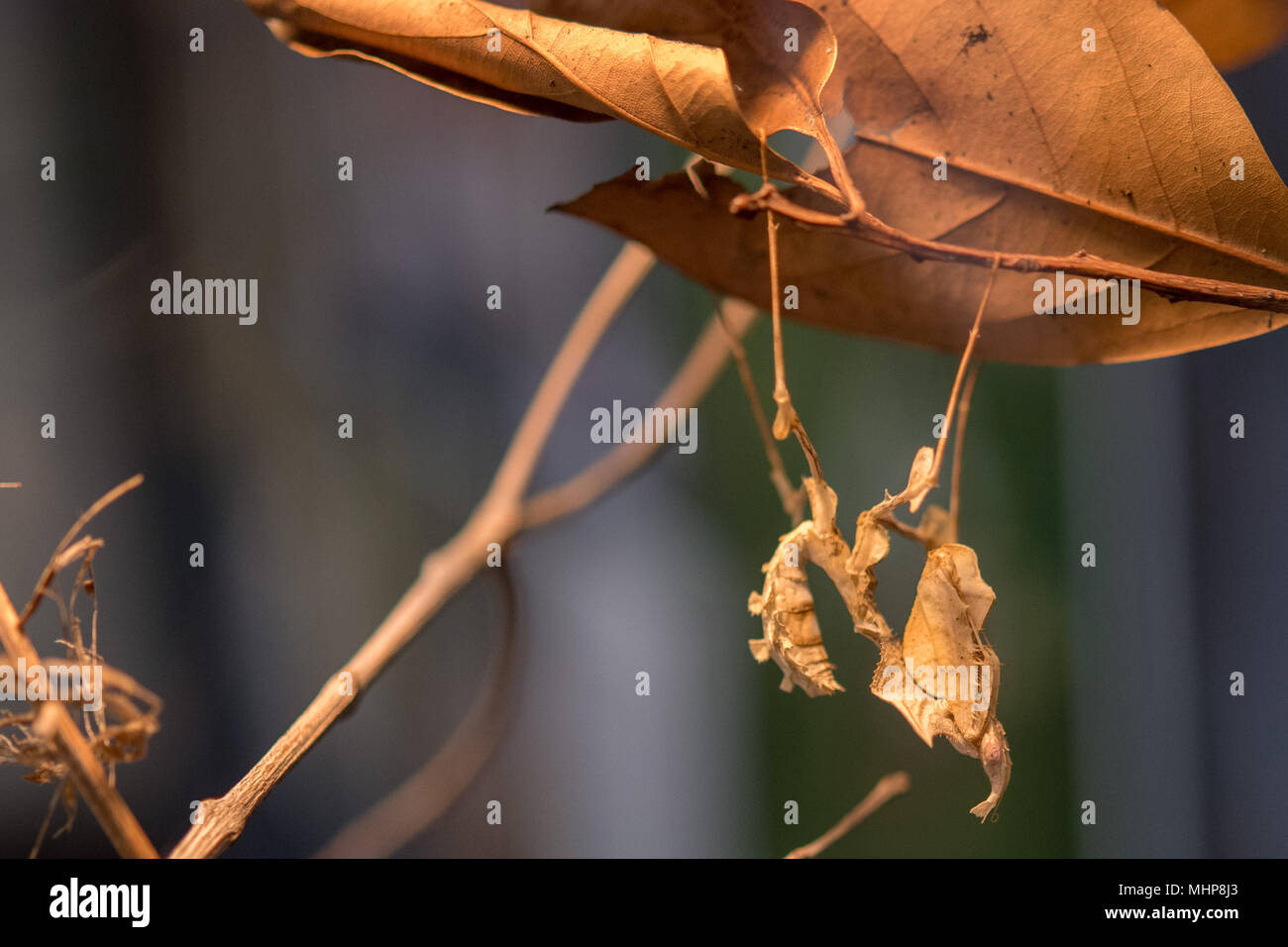 Dry leaf insect bug mimetic macro Stock Photo - Alamy