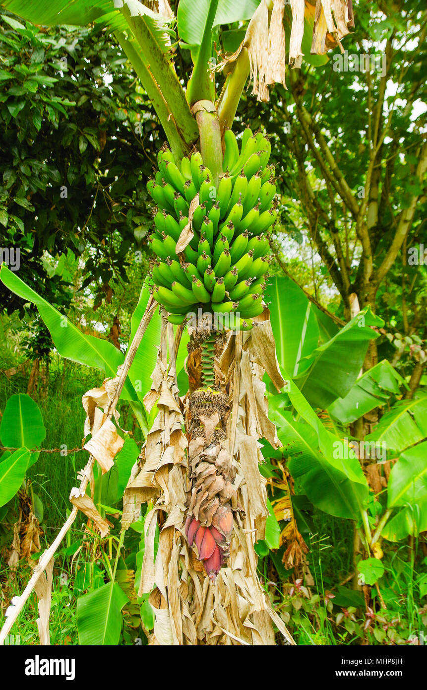 Green bunch of plantain bananas on the tree. Plantain banana is a