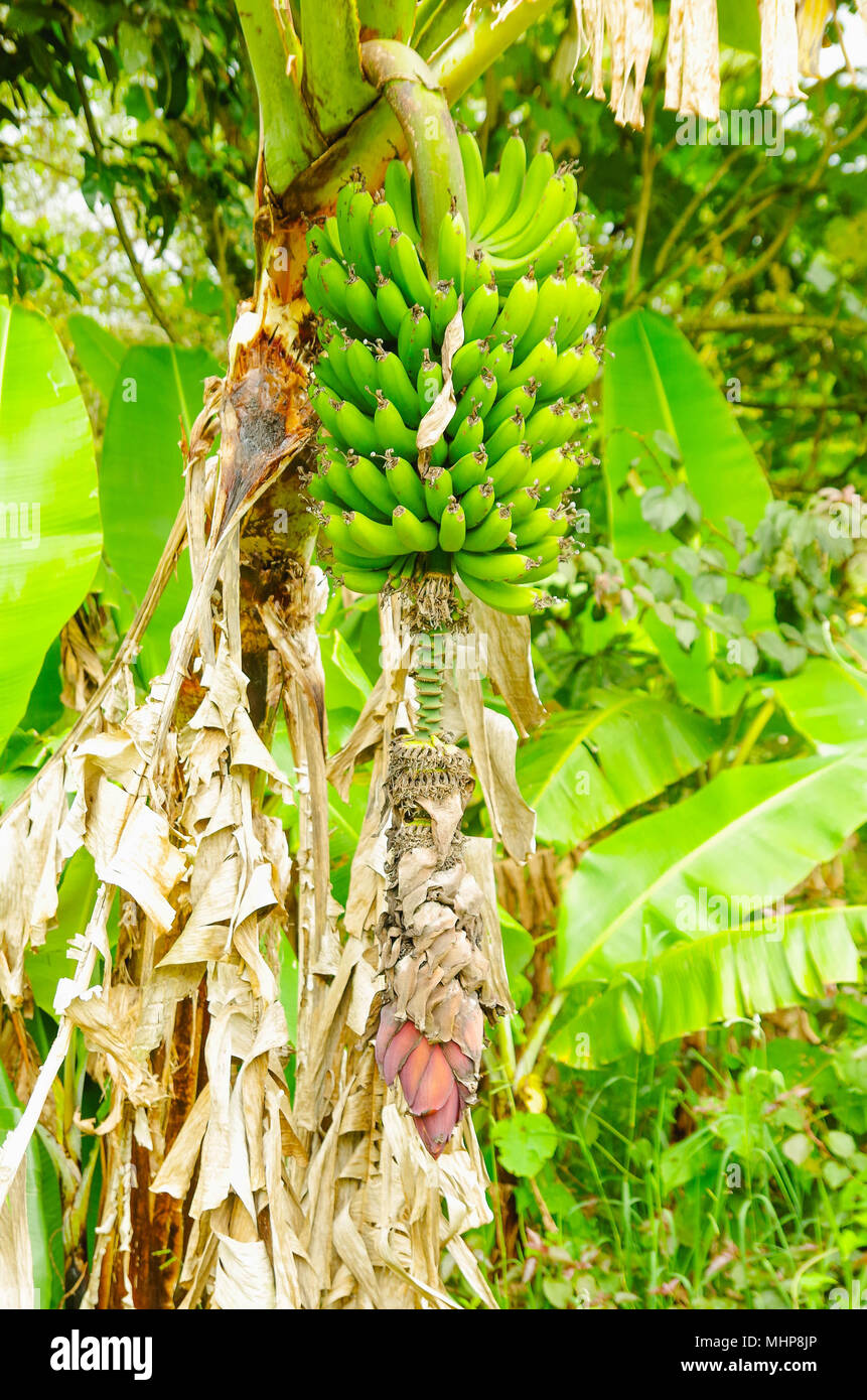 Green bunch of plantain bananas on the tree. Plantain banana is a