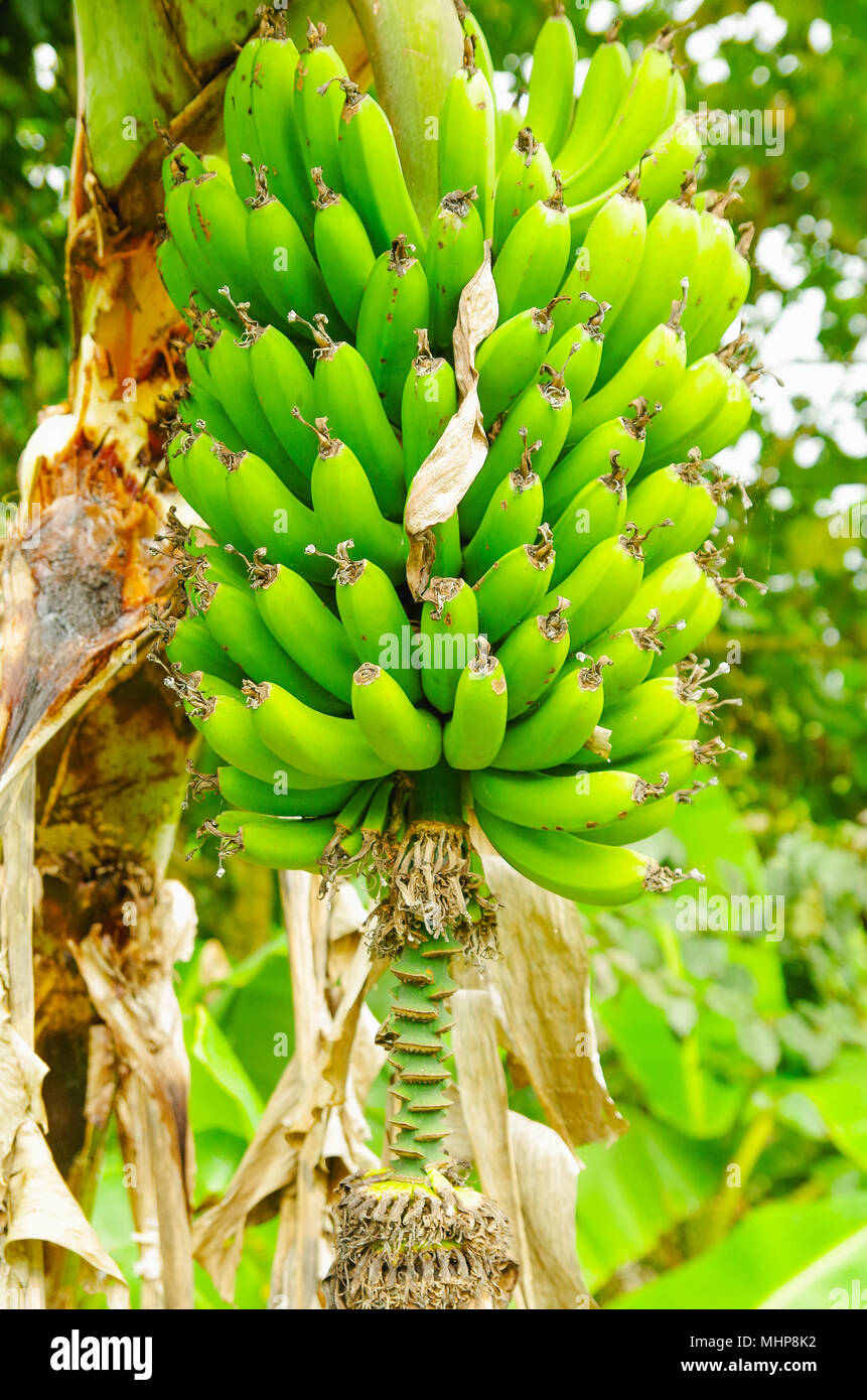 Green bunch of plantain bananas on the tree. Plantain banana is a