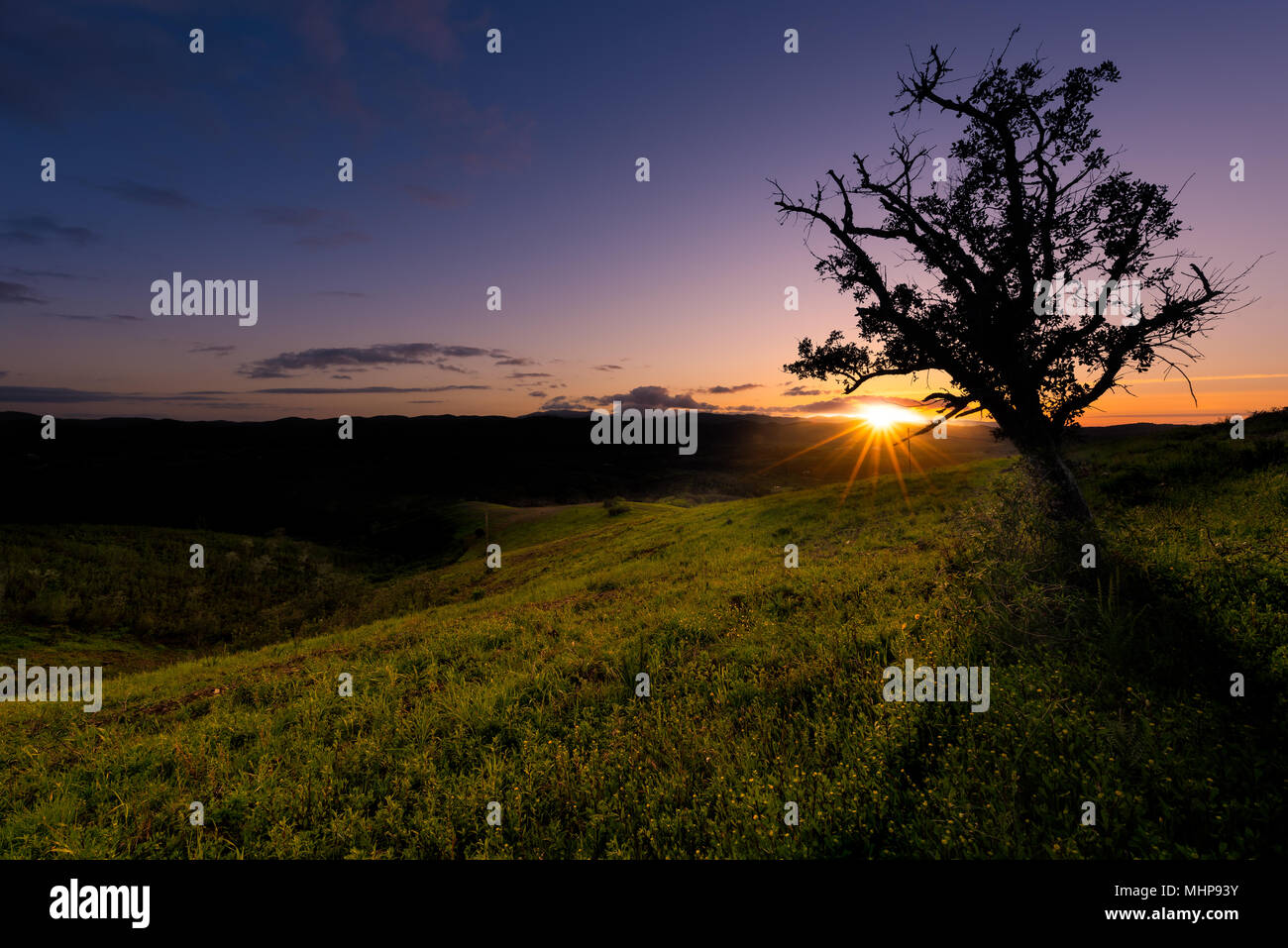 Oak tree sunset in countryside hi-res stock photography and images - Alamy