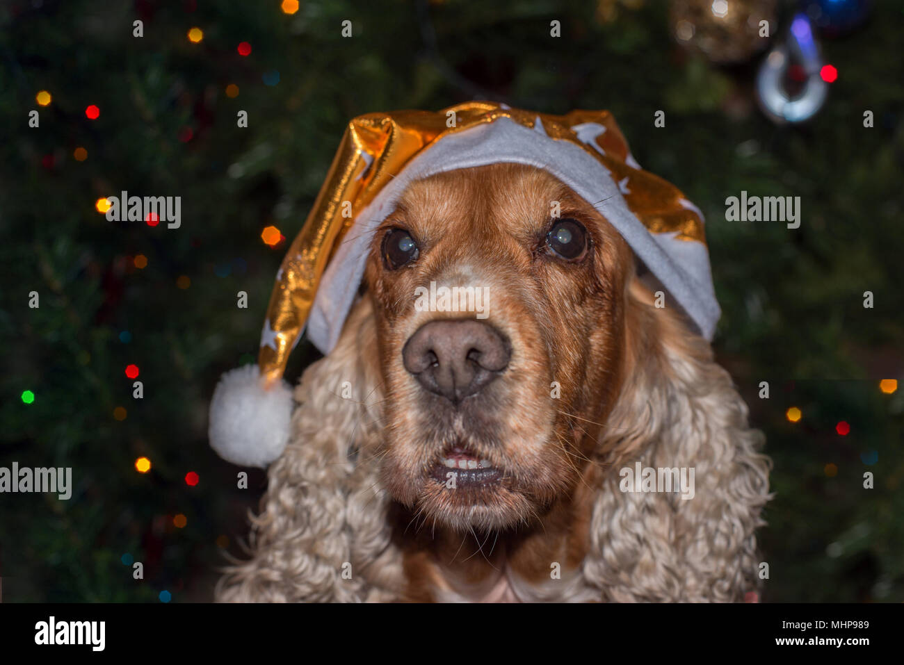Santa dressed dog cocker spaniel on xmas tree Stock Photo