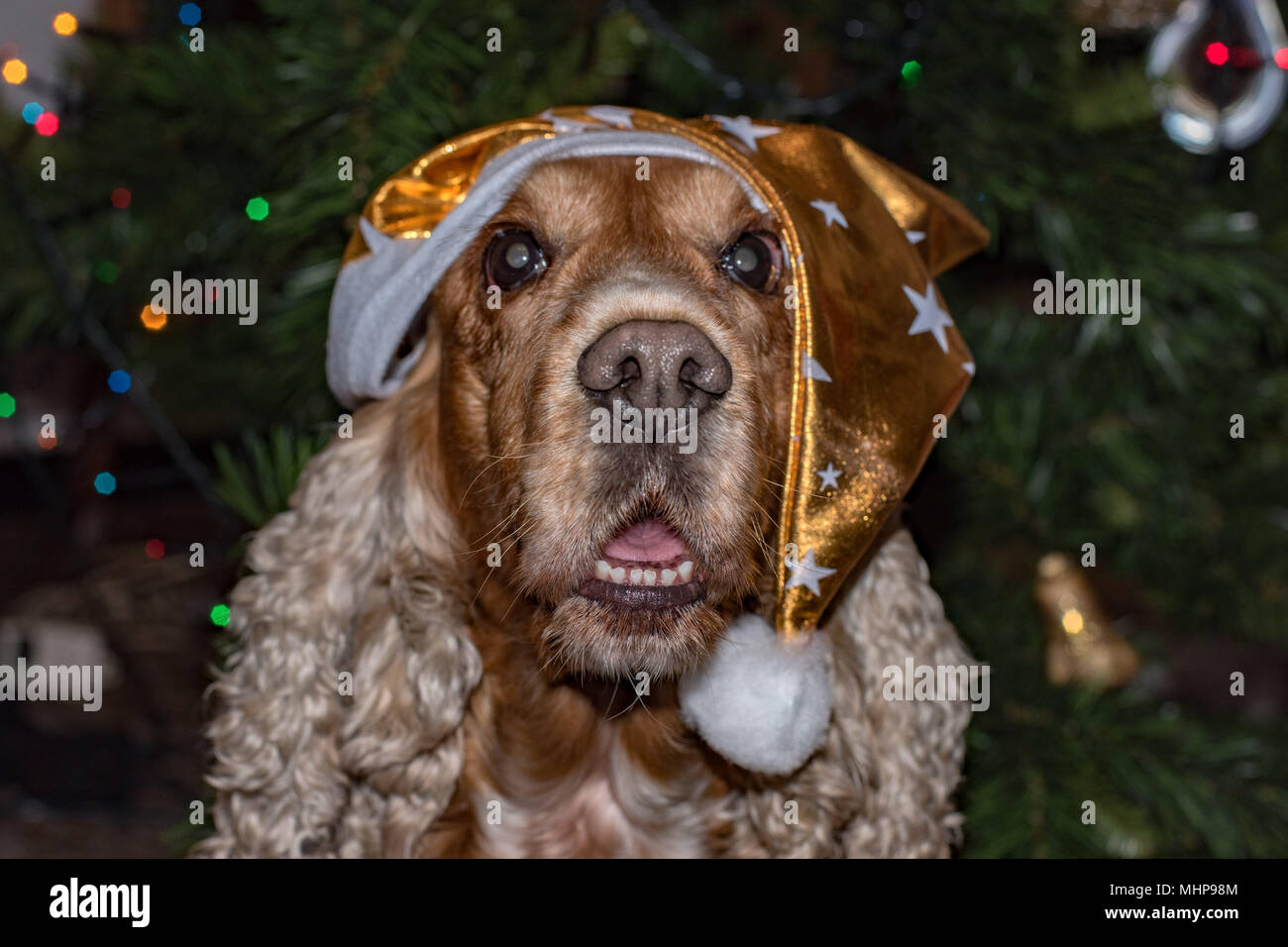 Santa dressed dog cocker spaniel on xmas tree Stock Photo