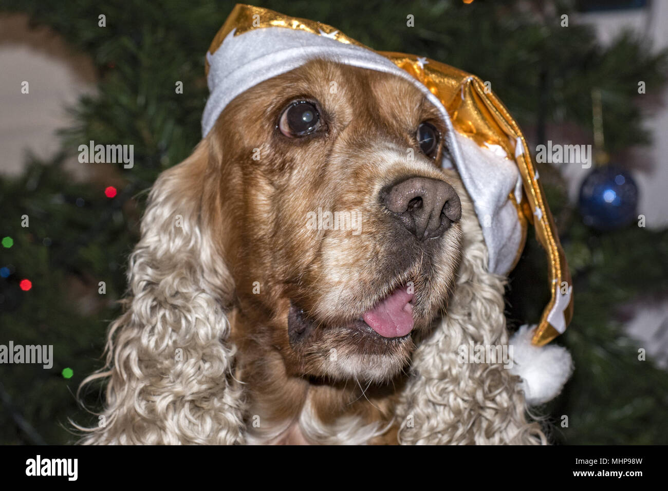 Santa dressed dog cocker spaniel on xmas tree Stock Photo