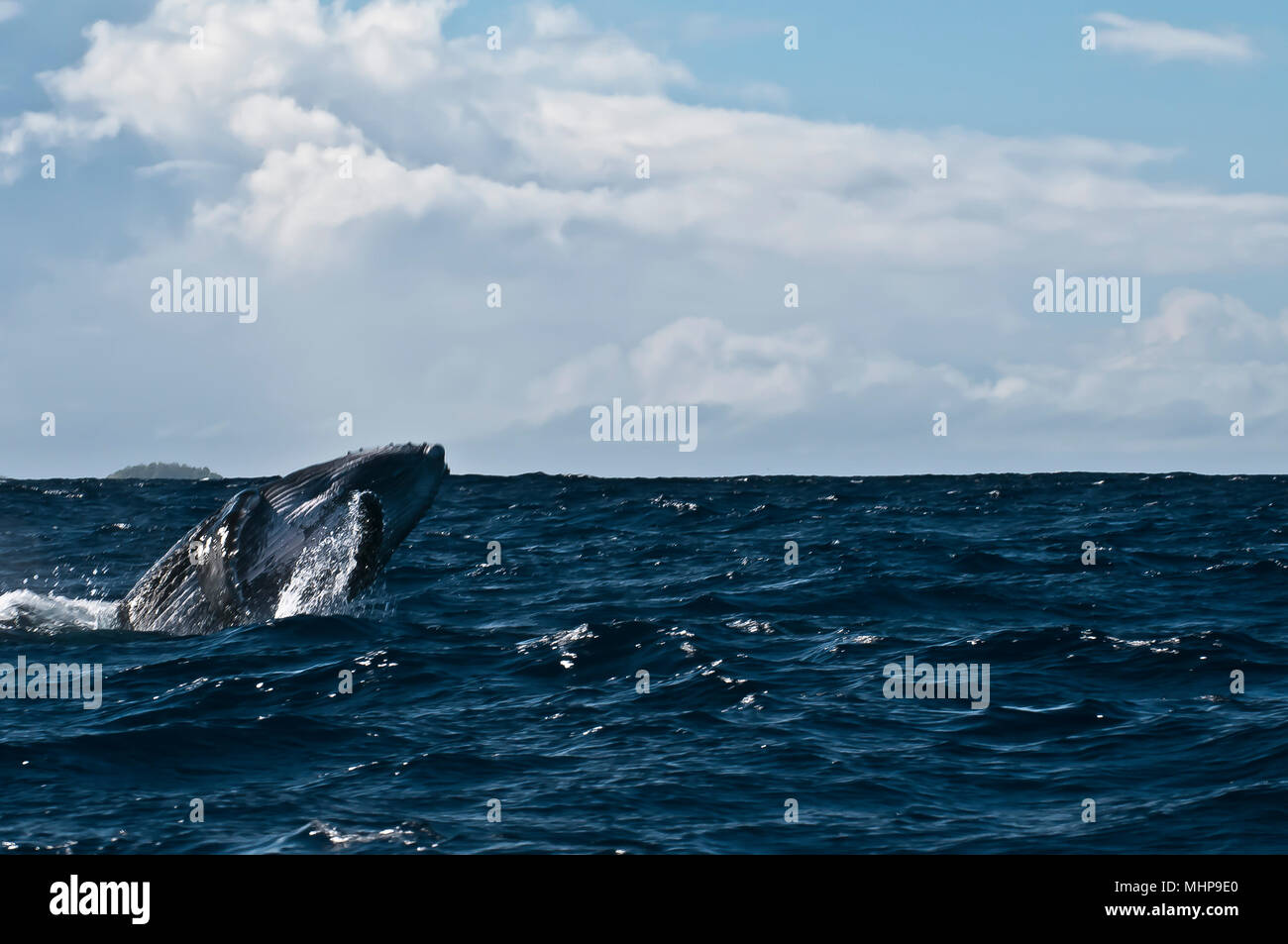 Humpback whale fishing boat hawaii hi-res stock photography and images ...
