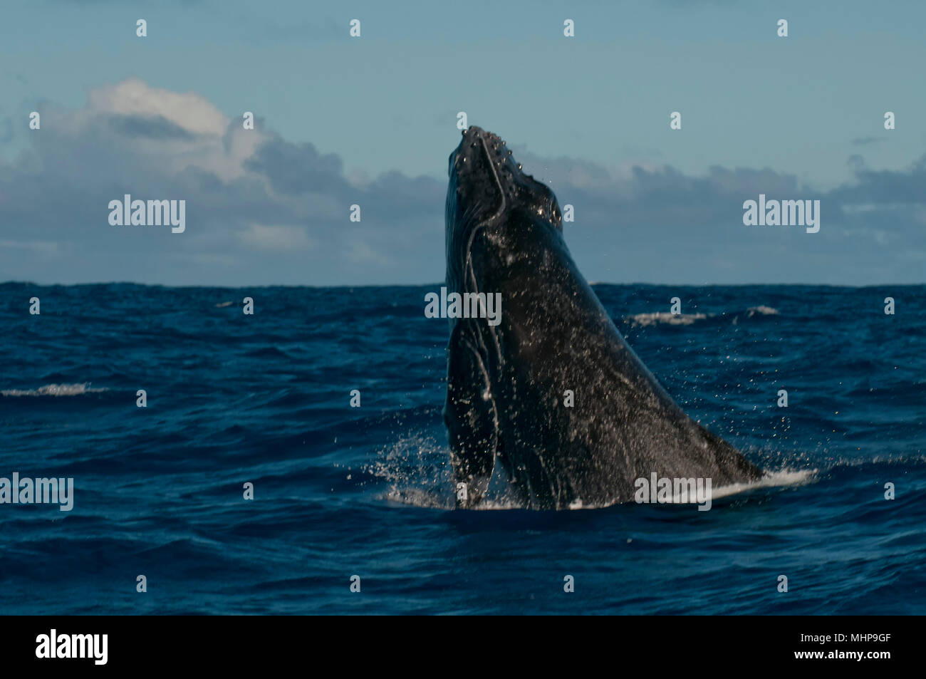 Humpback whale fishing boat hawaii hi-res stock photography and images ...