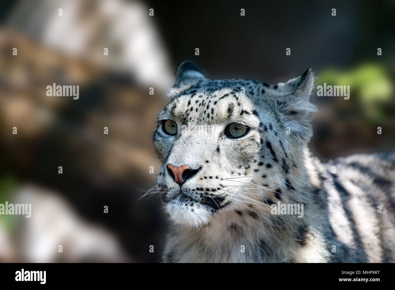 snow leopard close up portrait while looking at you Stock Photo - Alamy
