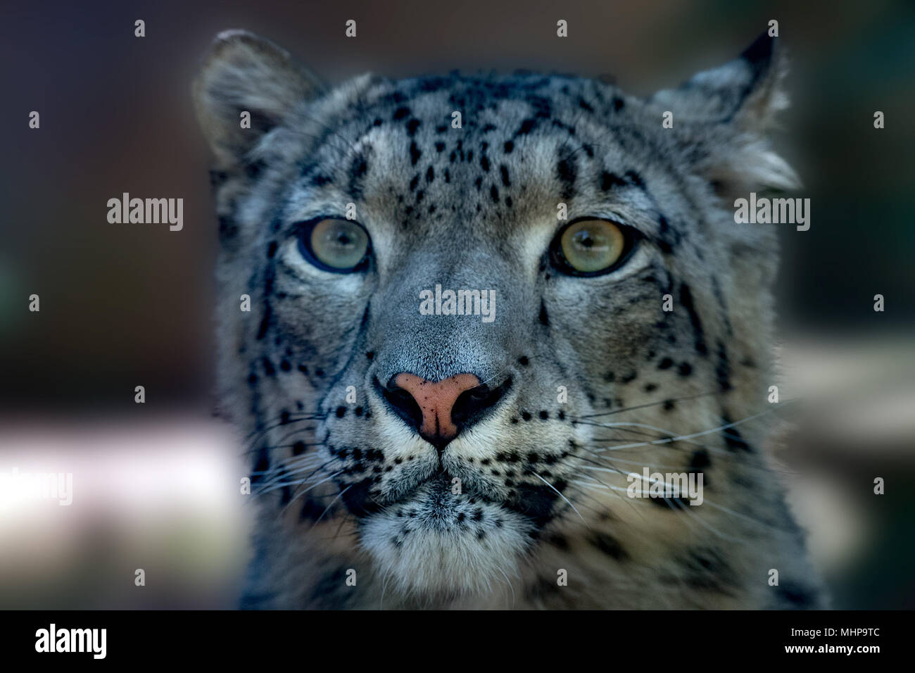 snow leopard close up portrait while looking at you Stock Photo - Alamy