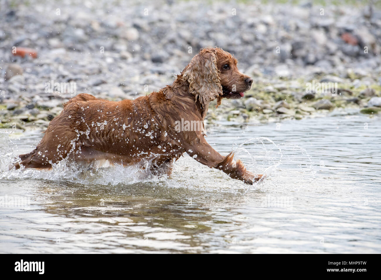 Cocker Spaniel Playing Happy dog english cocker spaniel while playing in the river Stock Photo ...
