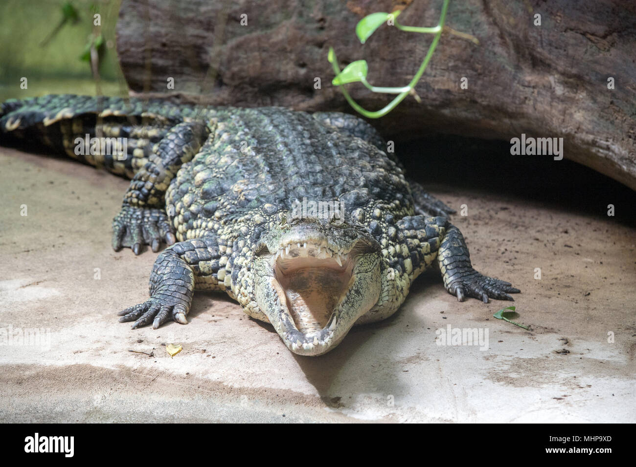 wide open crocodile mouth close up Stock Photo Alamy