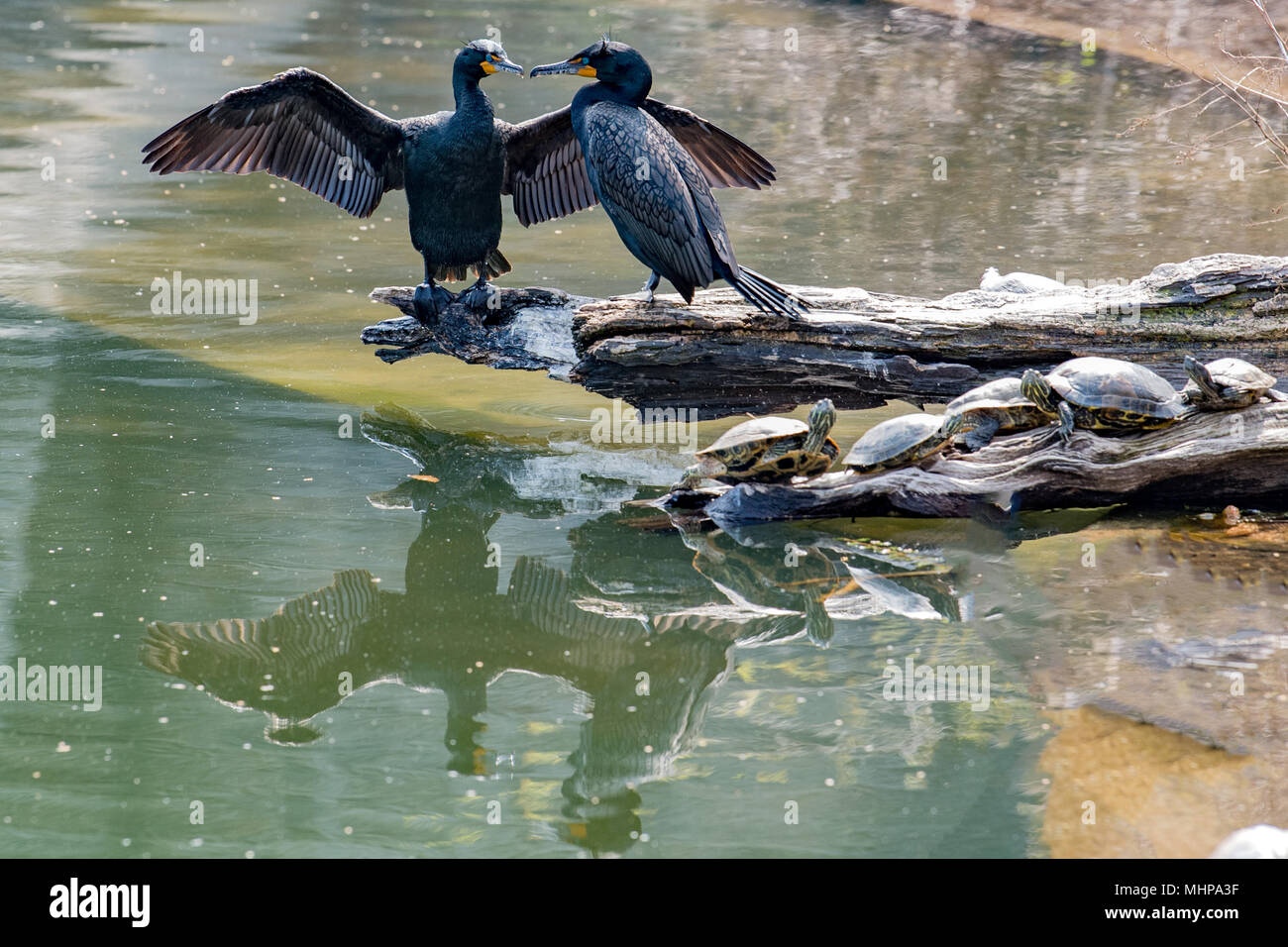 cormorant and turtles while resting on rocks in central park new york
