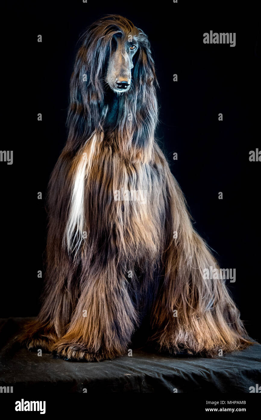 italian greyhound long hair