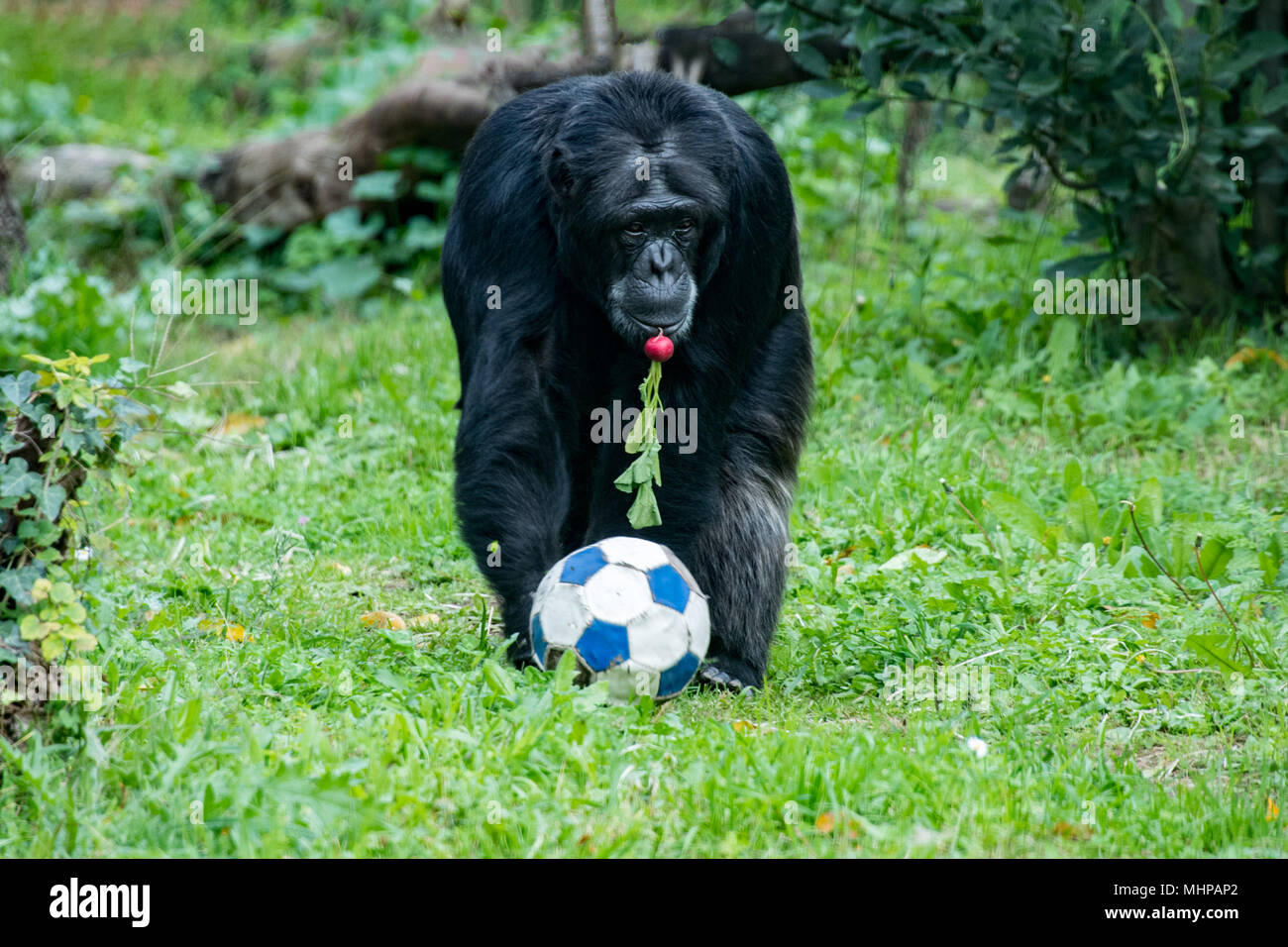 ape chimpanzee monkey while