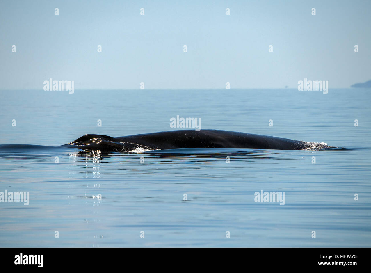 Blue Whale the biggest animal in the world 24 meters long Stock Photo -  Alamy