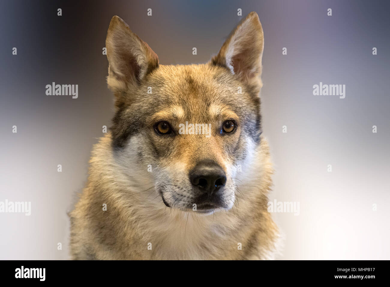 czech wolf dog portrait on cement background while looking at you Stock Photo